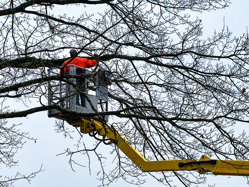 Fachkraft beim Baumschnitt im Winter entfernt abgestorbene Äste und bereitet einen Baum fachgerecht auf die weitere Pflege vor.