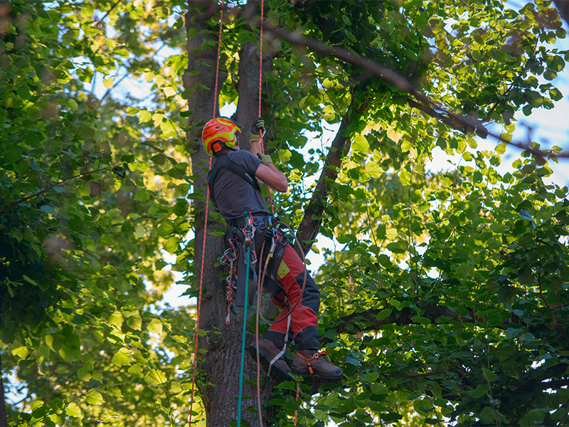 Fachkraft führt eine Baumfällung in Remagen mit Seilklettertechnik und professioneller Ausrüstung sicher an einem Baum durch.